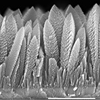 Scanning electron microscope image of the columnar titanium dioxide nanostructure.